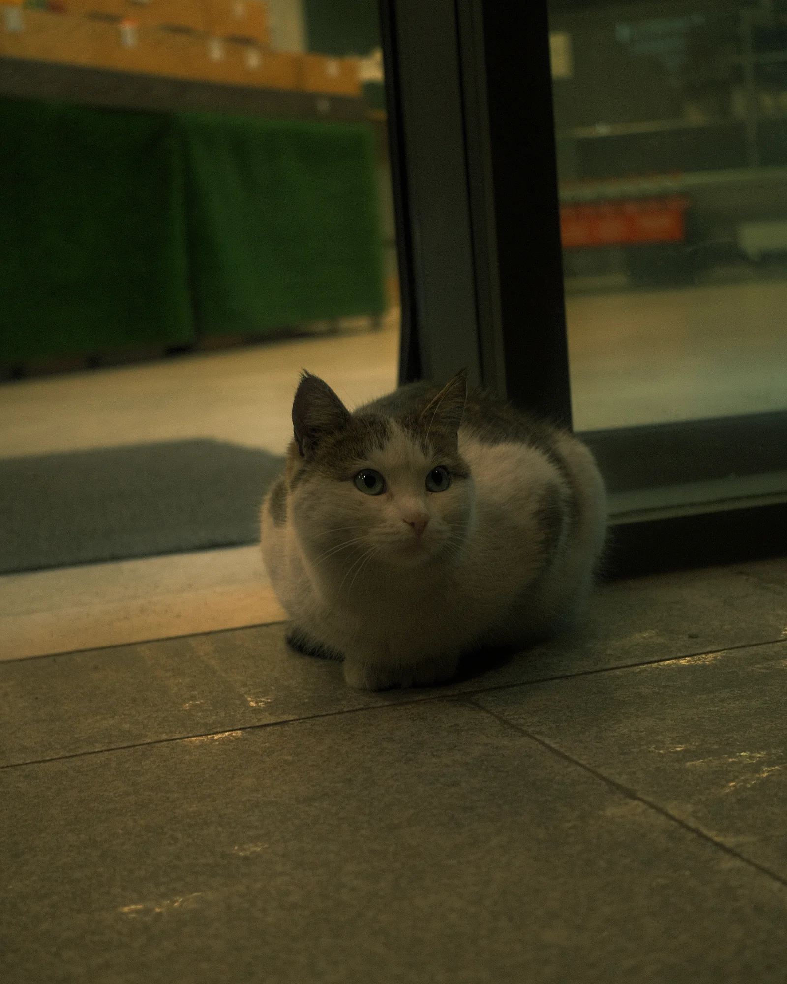 Безымянные уличные коты — FUJI3691.jpg