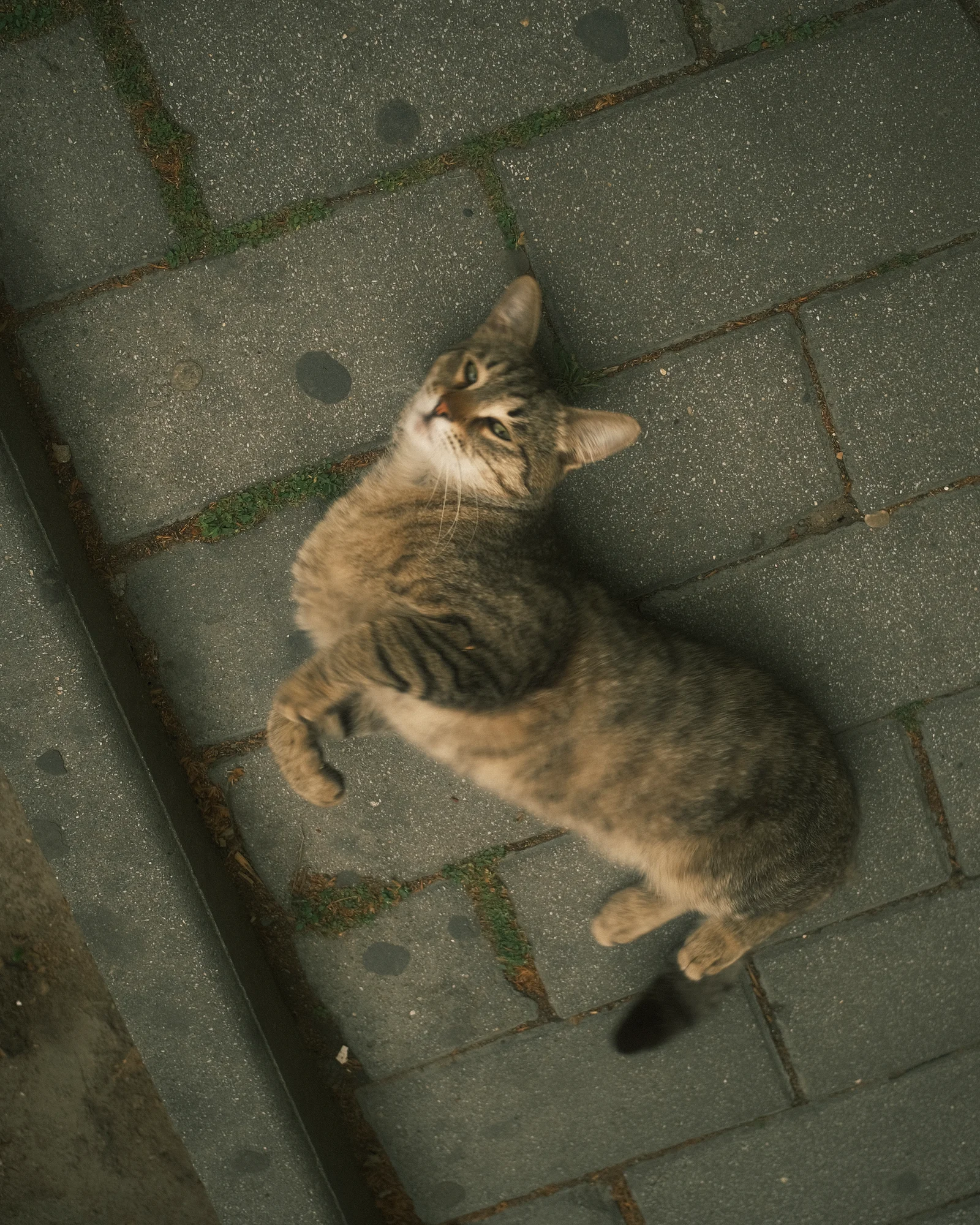 Безымянные уличные коты — FUJI4023.jpg