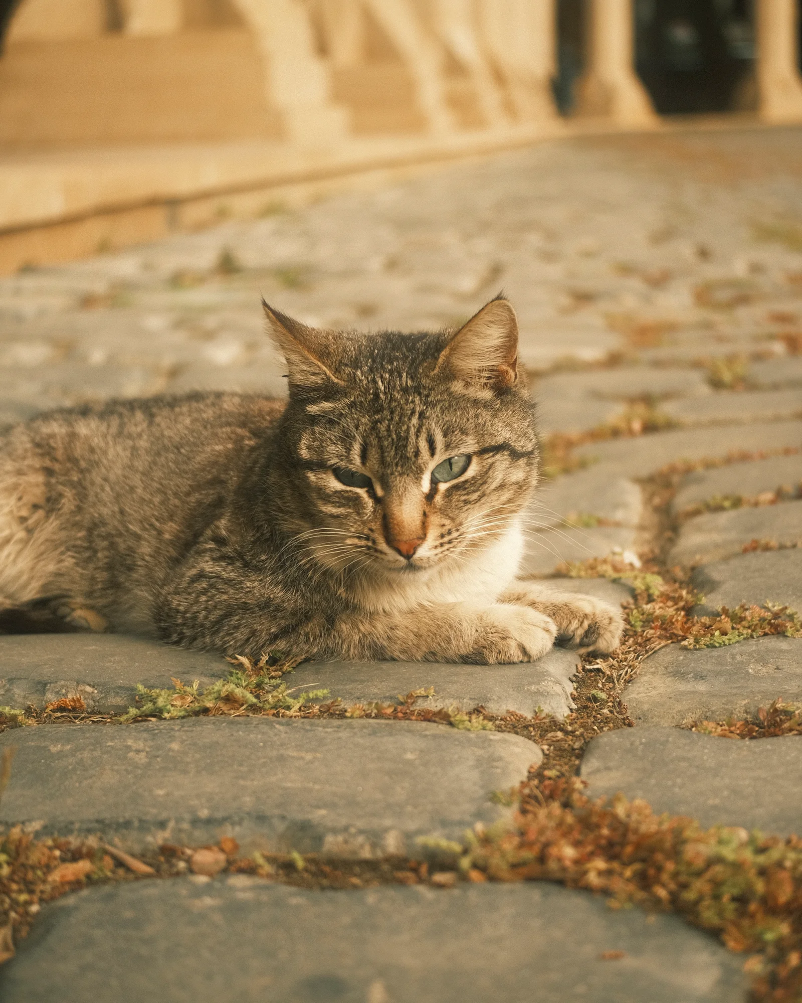 Безымянные уличные коты — FUJI4237.jpg