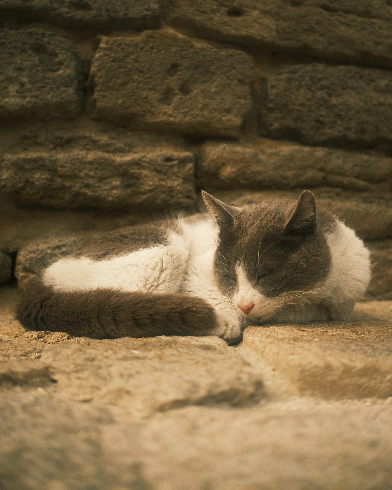 Безымянные уличные коты — FUJI4355.jpg