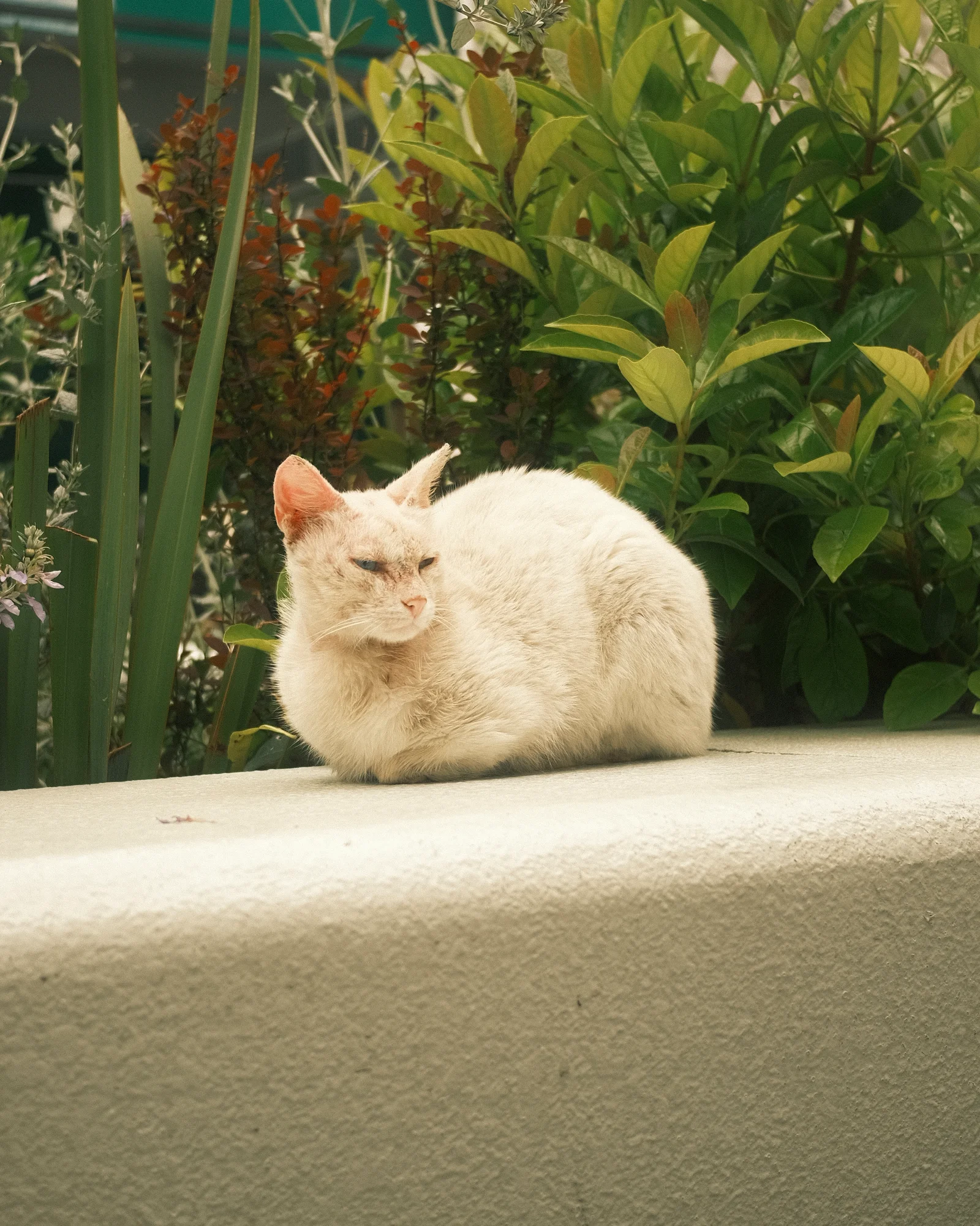 Безымянные уличные коты — FUJI4577.jpg