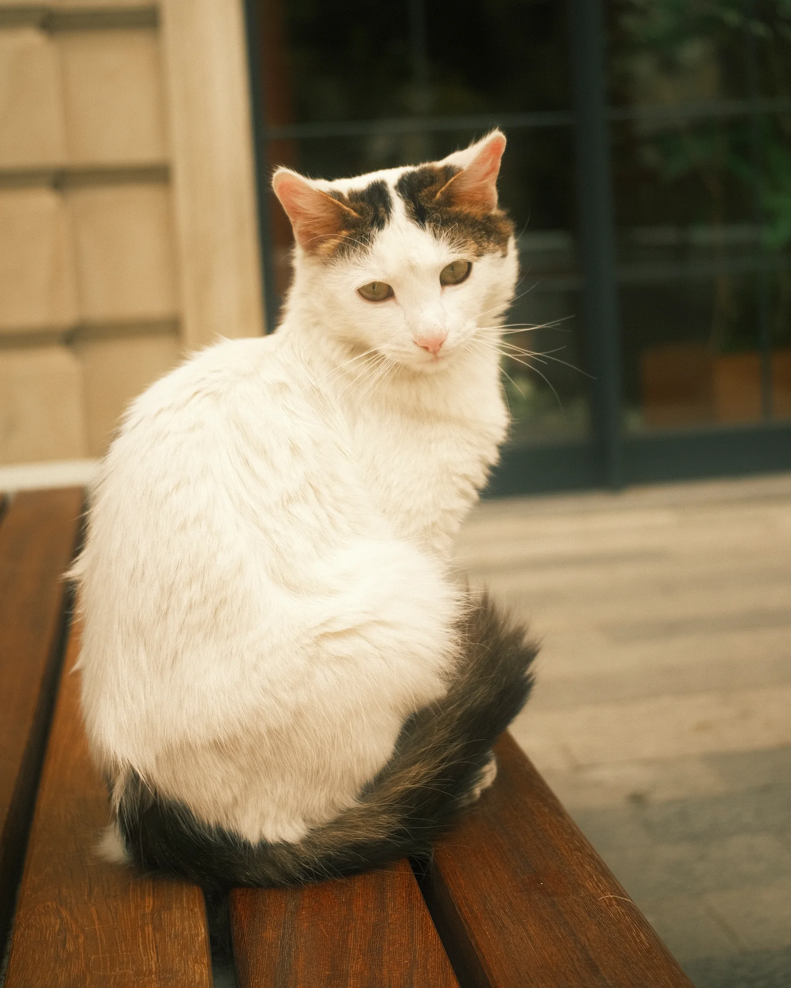 Безымянные уличные коты — FUJI4594.jpg
