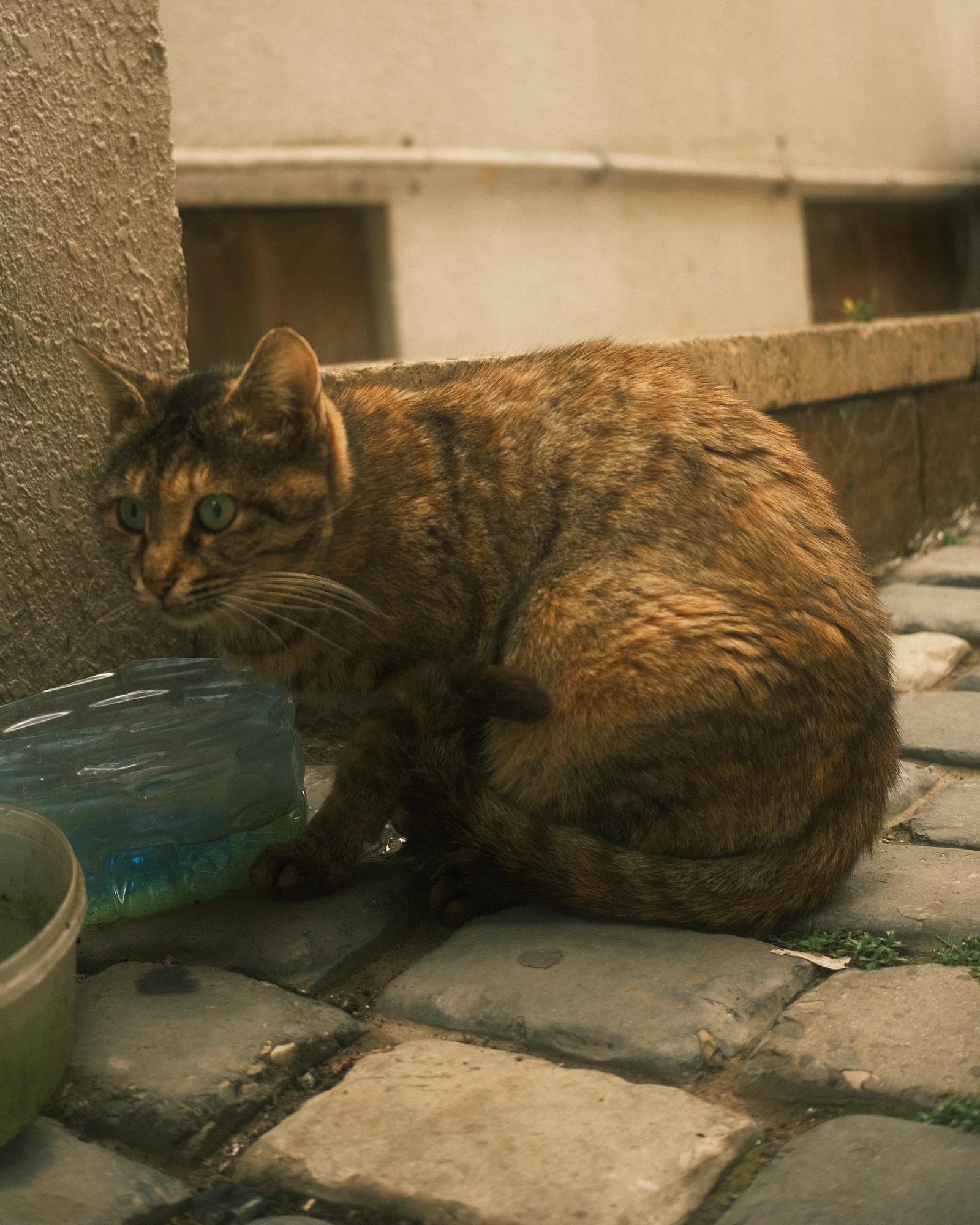 Безымянные уличные коты — FUJI4794.jpg