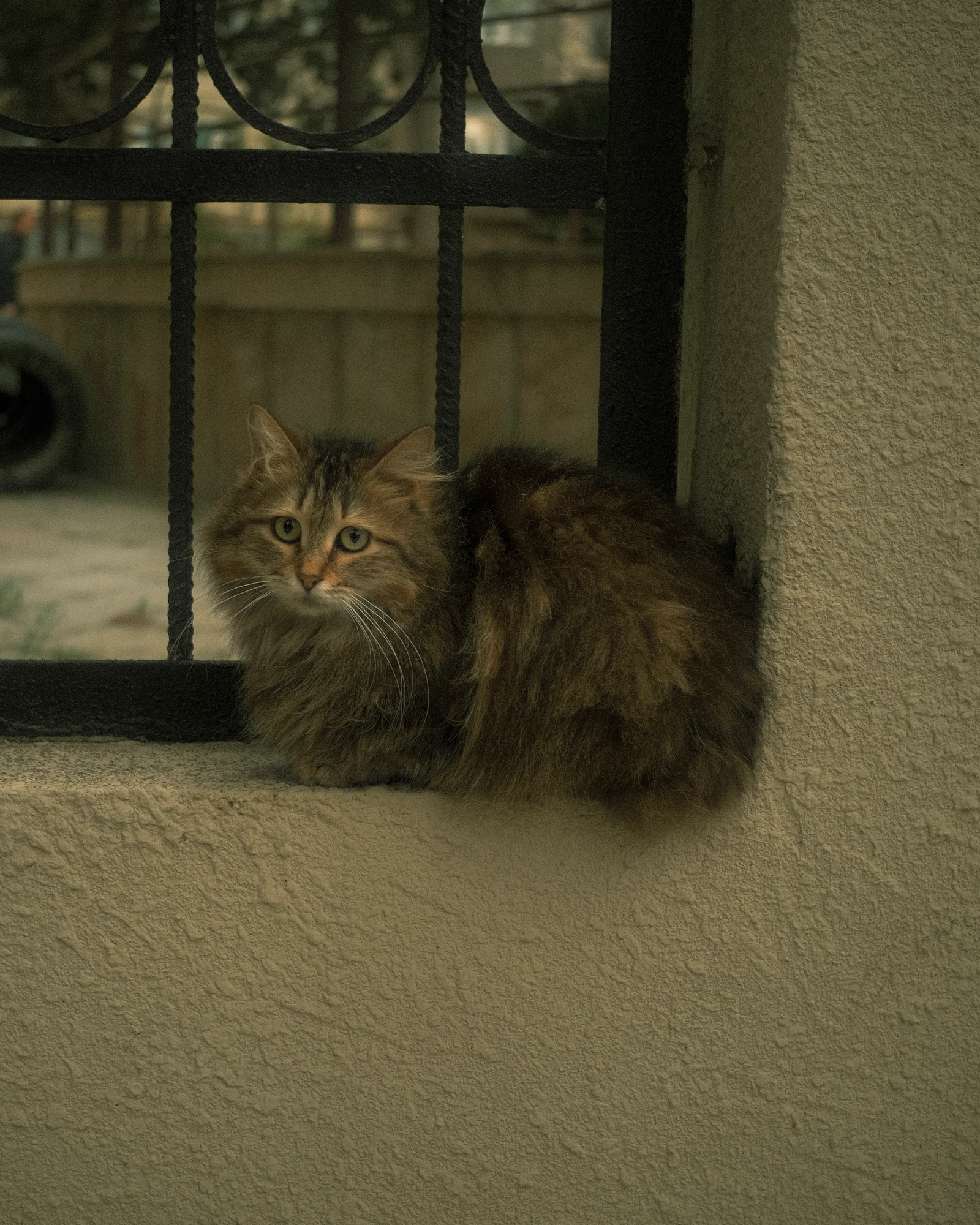 Безымянные уличные коты — FUJI4828.jpg