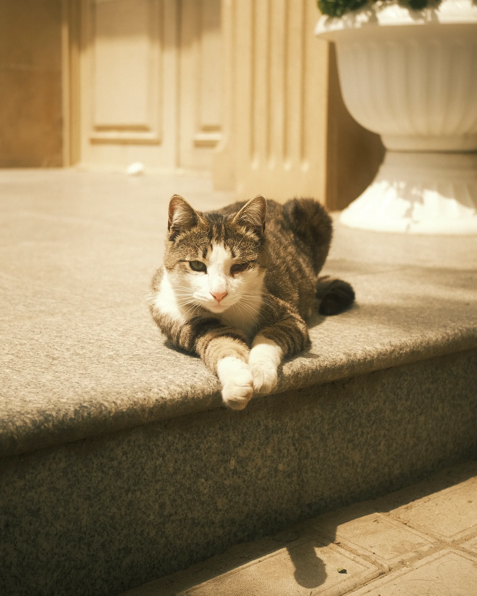 Безымянные уличные коты — FUJI4871.jpg